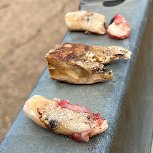 equine dentistry case study